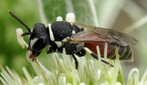 Hylaeus variegatus